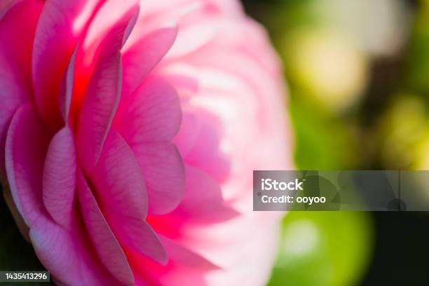 Pink Camellia Flower Close Up Stock Photo - Download Image Now - Camellia, Nature, Flower