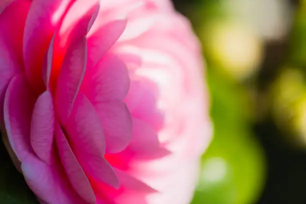 extremely close up of pink camellia flower with sunlight