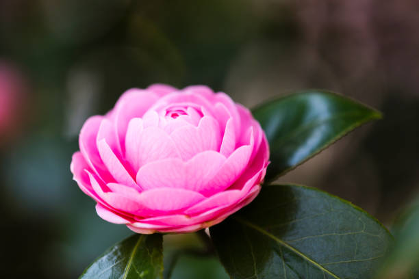 Free Stock Photo of Close Up of a Pink Flower With Green Leaves ...