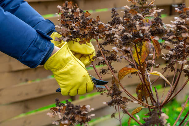 istock Bush hydrangea cutting or trimming with secateur in the garden 1435414647