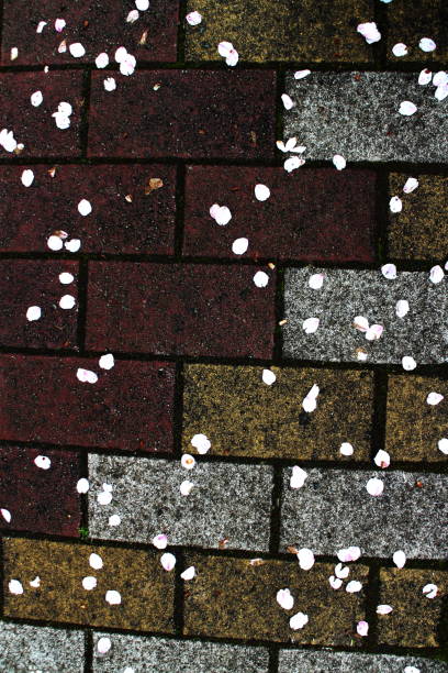 istock Retro blocks and falling cherry blossom petals 1435417728