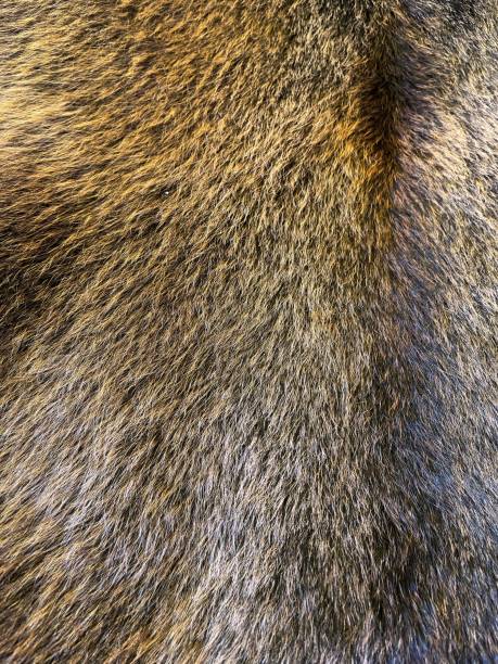 istock Natural brown bear skin fur background 1435418058