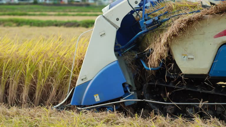 Slow motion close up of rice harvester machine harvesting crops