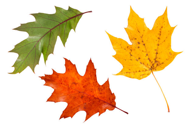 The stunning  colors of fall can be seen in this Maple leaf border on white.PLEASE CLICK ON THE IMAGES BELOW TO SEE MY LIGHTBOXES CONTAINING OTHER IMAGES YOU MAY LIKE: