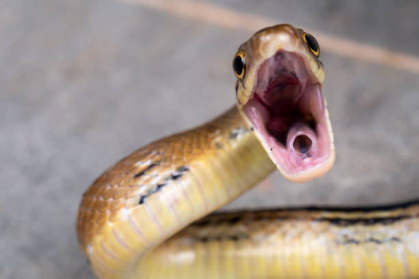 Close up yellow snake is open mouth for ready to fighting and self defense stock photo