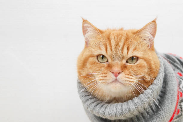 retrato de um gato pedigree de gengibre em um suéter cinza de inverno com um enfeite de natal. - anticipation outdoors close up nobody - fotografias e filmes do acervo