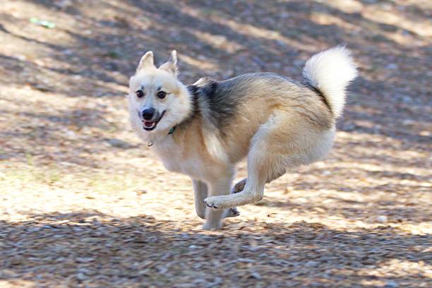 istock A Pomsky Running at a Dog Park. 1435434933