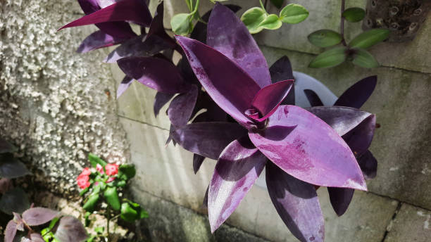 istock Brick wall background with purple leafy plants 1435437415