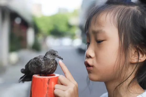 Photo of a girl playing with a baby turtledove.