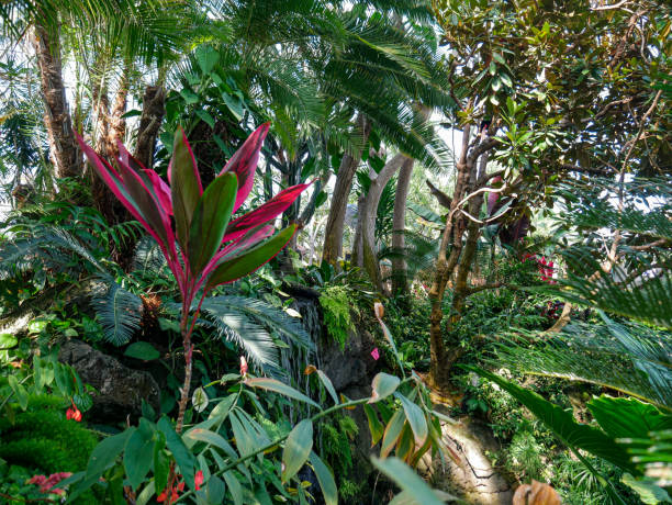 Tropical Indoor Garden