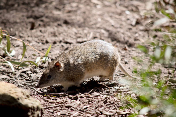 bandicoot to mały szaro-brązowy torbacz - potoroo zdjęcia i obrazy z banku zdjęć