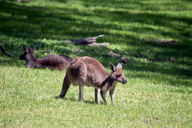 istock this is a side view of a Kangaroo-Island Kangaroo 1435443376