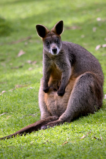 istock the swamp wallaby is resting on the grass 1435443952