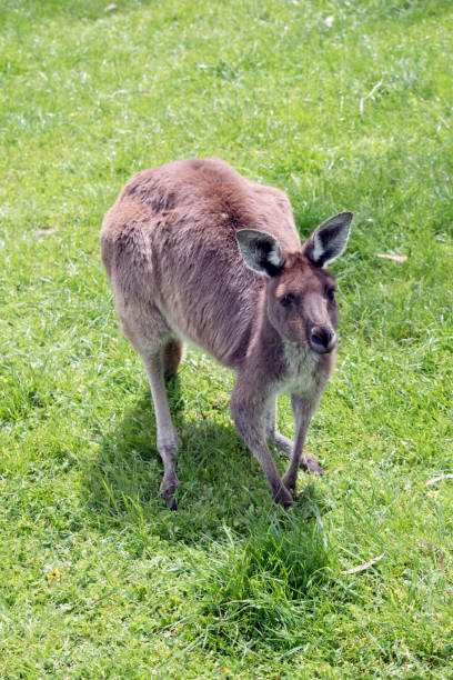 istock the western grey kangaroo is light brown with a white chest 1435444043