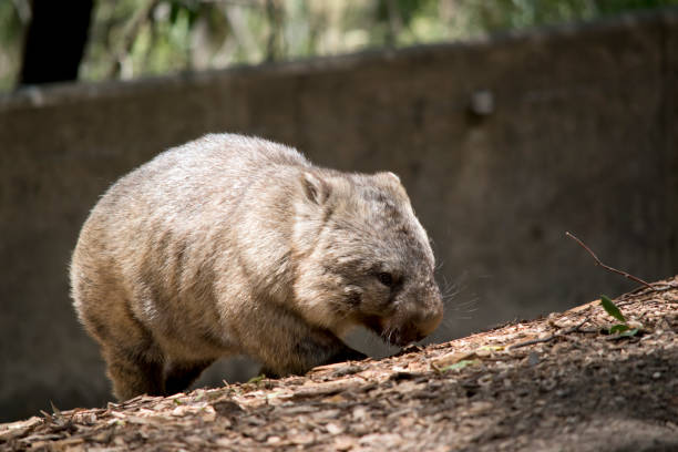 istock the wombat walks on a four legs just like a dog 1435444718
