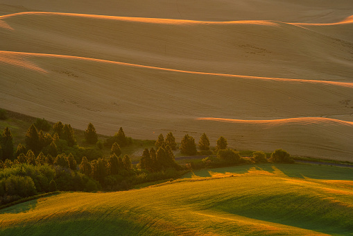 View of Steptoe Butte,  the beautiful scene of barley and wheat field in the Palouse region, Washington state USA