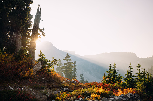 A beautiful Autumn day in Mount Baker area, Washington state, USA.  The fall colors of the Pacific Northwest are visible with vibrant red and yellow leaves on the ground cover.    A wonderful place of nature to explore and discover.