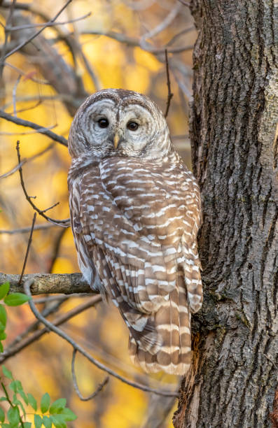 istock Barred owl in autumn 1435451587