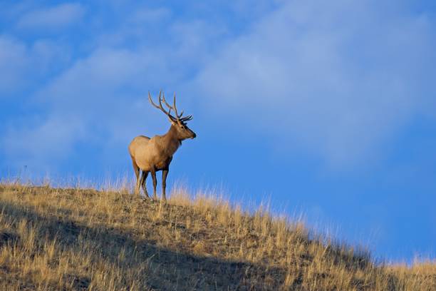 istock Majestic bull elk on a hilltop. 1435451799
