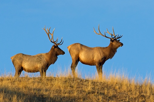 Two large bull elk stand on the top of a hill against the blue sky in the morning light in western Montana.