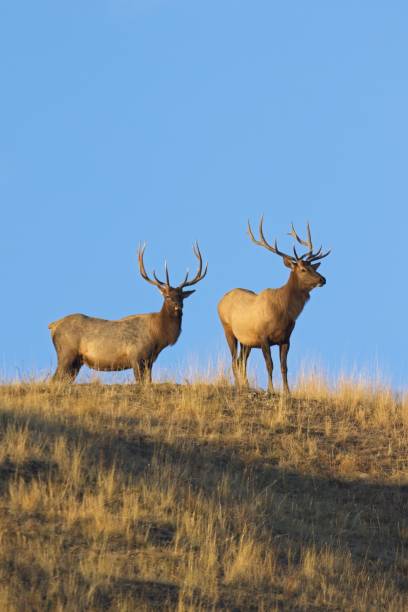 istock Bull elk standing on top of a hill. 1435451826