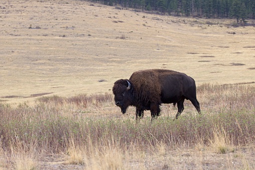 A large bison walks slowly in a field in western Montana.