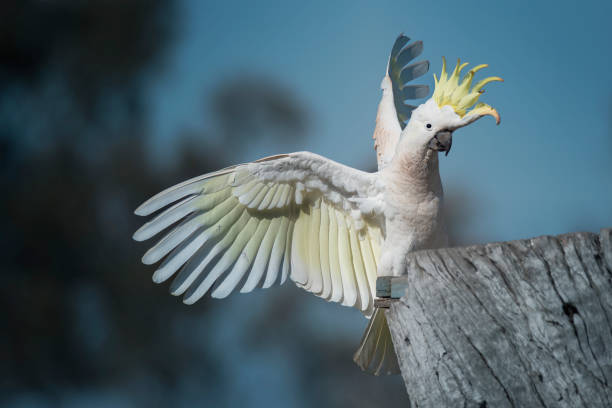 istock Sulphur Crested Cockatoo (Cacatua galerita) 1435453635