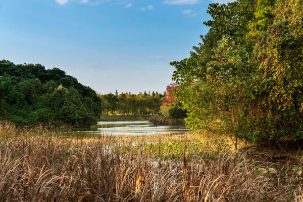 Lush greener around the pond in the park
