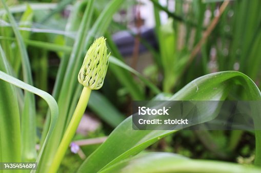istock Buds of scilla peruviana waiting for spring 1435454689