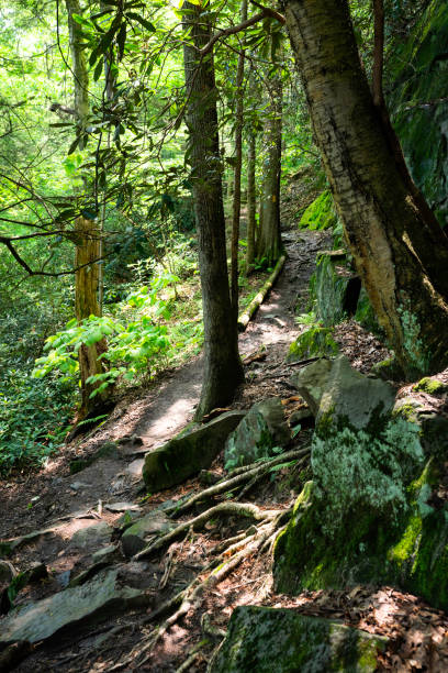 istock Ohiopyle hiking trail 1435459648