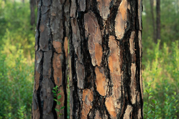 Pine tree, bark close-up. Close-up of pine bark in the forest for a natural background. Nature. Details. Focus on pine tree trunk with blurred background