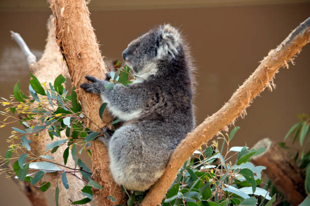 istock the koala is a grey marsupial with white fluffy ears that climbs trees 1435460791