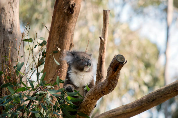 istock the koala is in a tree eating a leaf 1435460798