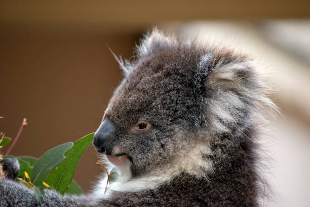 istock the koala is a grey marsupial with white fluffy ears 1435460803