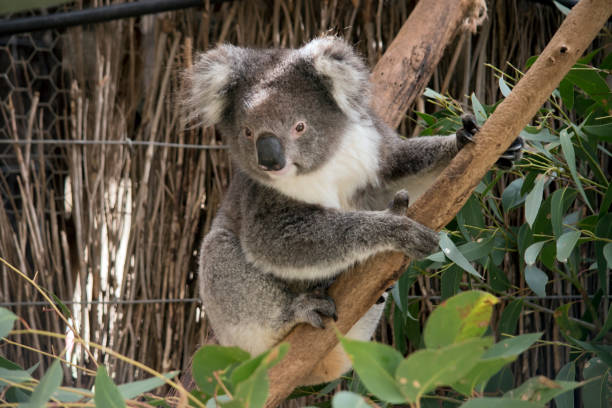 istock the koala is climbing up a tree 1435460900