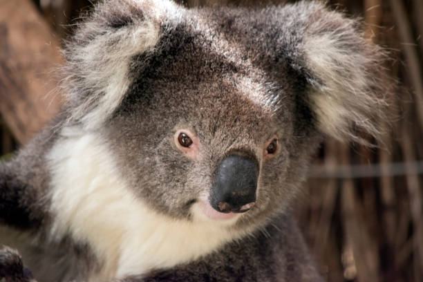 istock this is a close up of a koala 1435460948