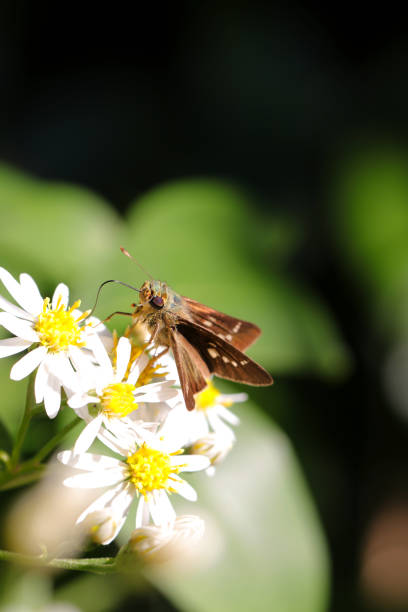 istock Dark Small-branded Swift butterfly, sucking nectar from the white Aster flowerhead. Close up macro photography. 1435462476