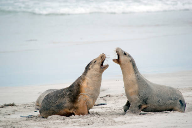 istock the sea lion pups are grey on the top and white on its bottom 1435463049