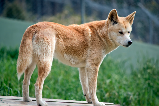 the golden dingo is Australias wild dog