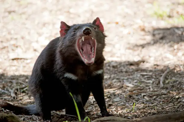 the tasmanian devil is a black marsupial