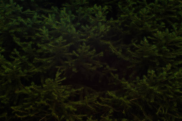 Nature Christmas concept made of winter evergreen tree branches.