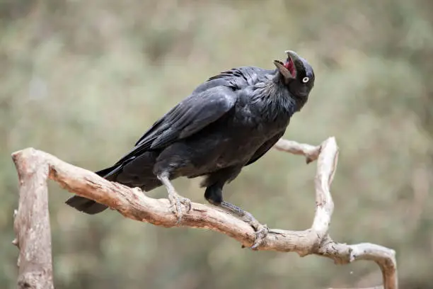 Photo of There is no consistent distinction between crows and ravens, and these appellations have been assigned to different species chiefly on the basis of their size