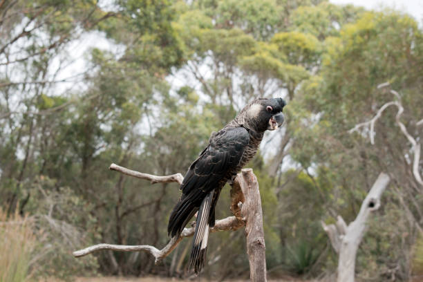 istock the white tailed black cockatoo is eating a nut 1435468869