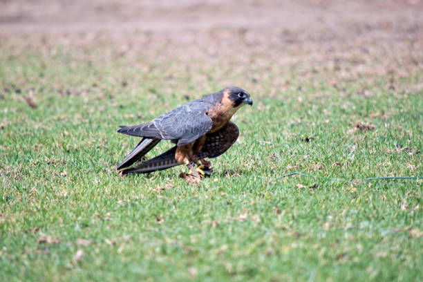 istock the Australian hobby falcon has caught a lore with food on it 1435468917