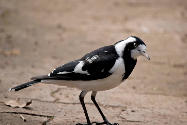 190+ Magpie Lark Stock Photos, Pictures & Royalty-Free Images - iStock