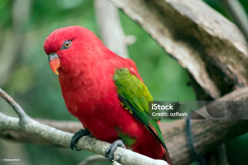 the red lory is perched on a tree branch the red lory is red with green wings Bird Stock Photo