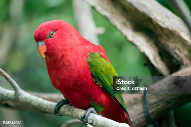 The Red Lory Is Perched On A Tree Branch Stock Photo - Download Image Now - Bird, Lory, Animal