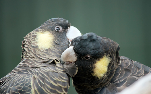 the yellow tailed black cockatoo has a yellow cheek  grey beak and black feathers that have yellow on the edges