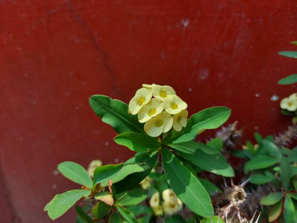 Flower of Mahkota duri Flower of Mahkota duri or Crown of thorns or Euphorbia milii or Christ plant, or Christ thorn. Yellow flower. mahkota bunga stock pictures, royalty-free photos & images