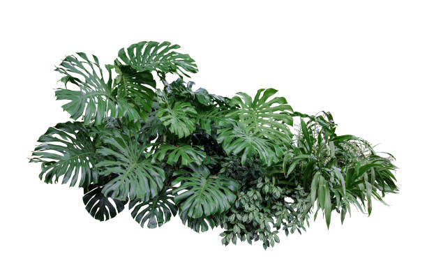 istock Tropical plant flower bush shrub tree isolated on white background with clipping path 1435474015